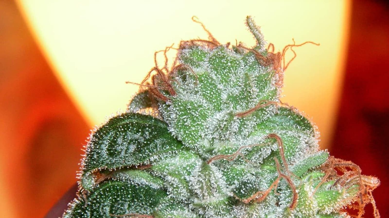 Premium cannabis flower